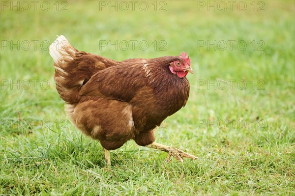 A brown feathered chicken with a red comb walking through green grass in daylight, Chicken (Gallus domesticus), Austria, Europe