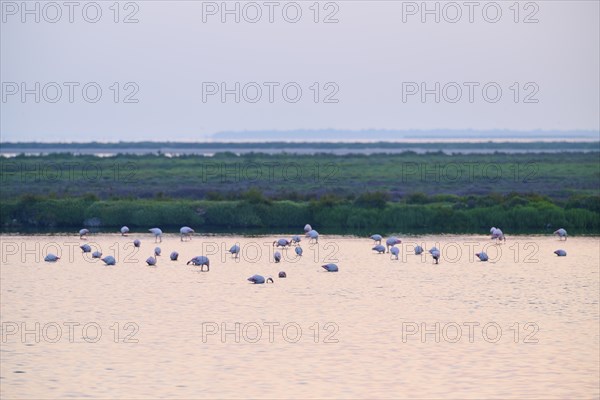 Flamingo (Phoenicopterus roseus), in the water, sunrise, summer, Saintes-Maries-de-la-Mer, Camargue, France, Europe