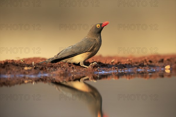 Red-billed oxpecker (Buphagus erythrorhynchus), adult, at the water, alert, Kruger National Park, Kruger National Park, Kruger National Park South Africa