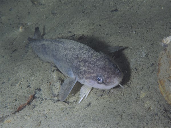 Close-up of a grey fish, burbot (Lota lota), rudd, on the sand in an underwater environment. Dive site Kleiner Parkplatz, Herrliberg, Lake Zurich, Canton Zurich, Switzerland, Europe