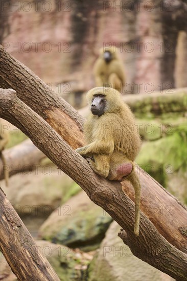 Guinea baboon (Papio papio) sitting on a tree trunk, Bavaria, Germany Europe