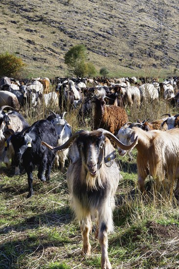 Herd of sheep and goats, Anatolia, Turkey, Asia