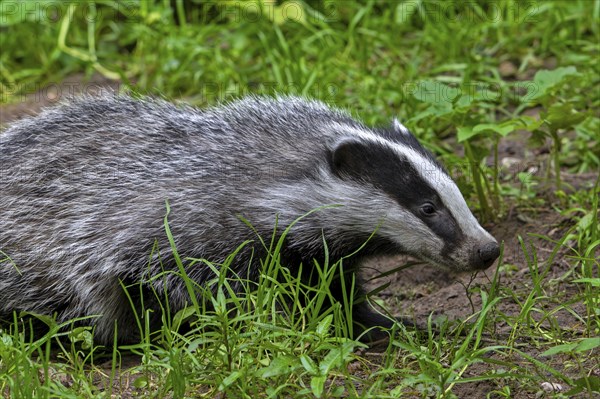 European badger (Meles meles), close-up of four months old cub foraging in undergrowth of forest in spring