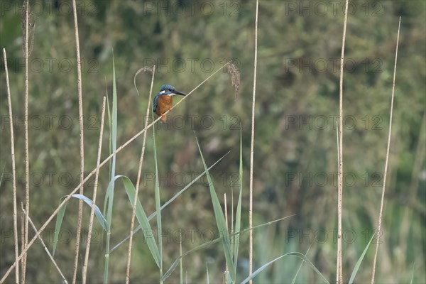 Common kingfisher (Alcedo atthis) on a reed in a quiet, green natural environment, Hesse, Germany, Europe