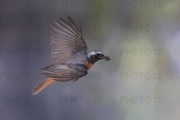 Common redstart (Phoenicurus phoenicurus), male approaching the nest with food in his beak, North Rhine-Westphalia, Germany, Europe