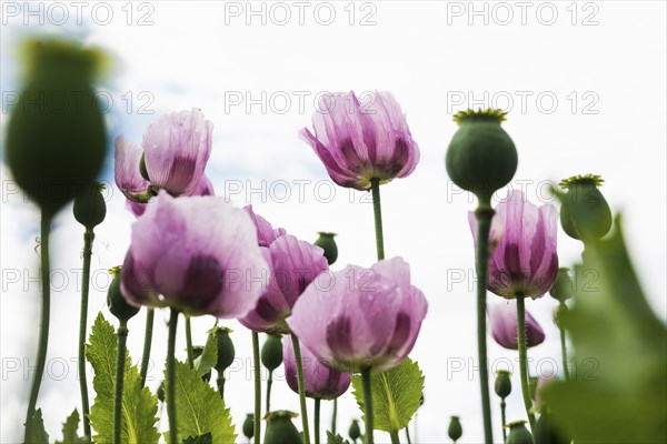 Opium poppy (Papaver somniferum), opium poppy field, Erlenbach, near Heilbronn, Baden-Württemberg, Germany, Europe