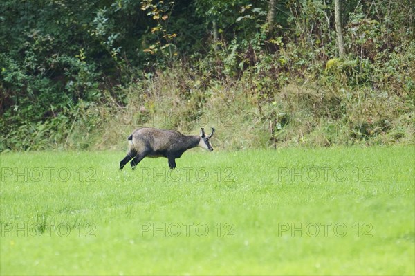 Chamois (Rupicapra rupicapra) standing a green field with trees and dense foliage in the background, wildlife, Bavaria