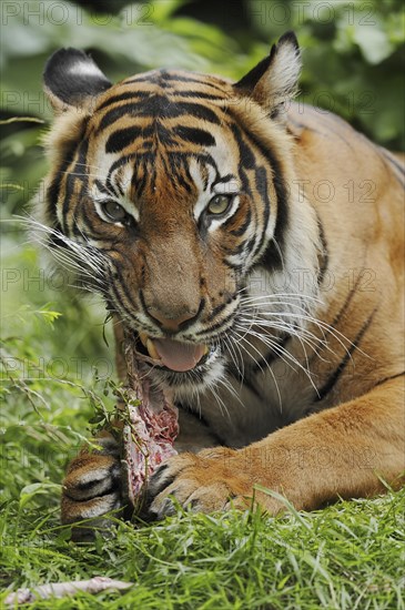 Sumatran tiger (Panthera tigris sumatrae), feeding, captive, occurring on Sumatra, Indonesia, Asia