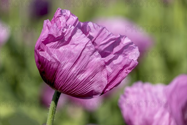 Opium poppy (Papaver somniferum), cultivation of edible poppy, poppy field, Donnersbergkreis, Palatinate, Rhineland-Palatinate