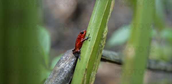 Strawberry poison-dart frog (Oophaga pumilio), Tortuguero National Park, Costa Rica, Central America