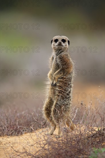 Meerkat (Suricata suricatta), adult standing upright, alert, on guard, Oudtshoorn, Western Cape, South Africa, Africa