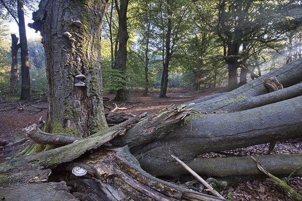 Tinder fungus (Fomes fomentarius) on dead copper beech (Fagus sylvatica) in a forest, Emsland, Lower Saxony, Germany, Europe