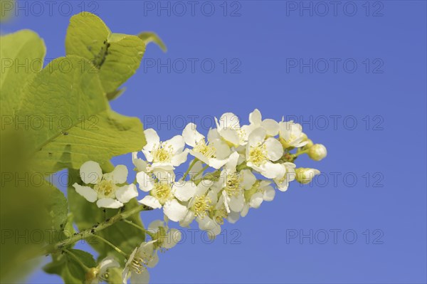 Common weeping cherry (Prunus padus, Padus avium), flowering, North Rhine-Westphalia, Germany, Europe