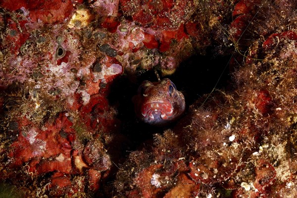 A small fish, redmouth goby (Gobius cruentatus), hides in a red underwater landscape on the seabed. Dive site Cap de Creus Marine Protected Area, Rosas, Costa Brava, Spain, Mediterranean Sea, Europe