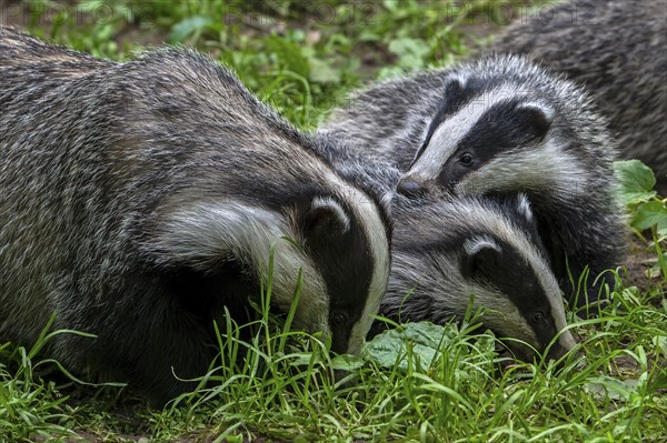 European badgers (Meles meles), close-up of three four months old cubs foraging with mother in meadow in spring