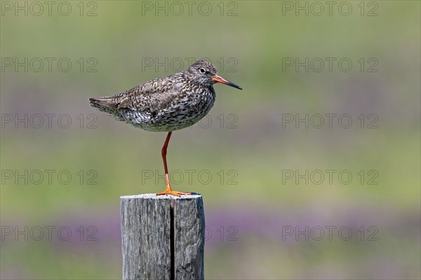 Common redshank (Tringa totanus) in breeding plumage perched on one leg on wooden fence pole along meadow in summer