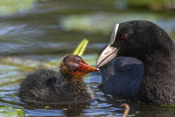 Eurasian burbot (Fulica atra) feeding its chicks. Bas Rhin, Alsace, France, Europe