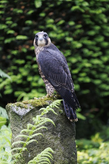 Peregrine falcon (Falco peregrinus), Germany, Europe