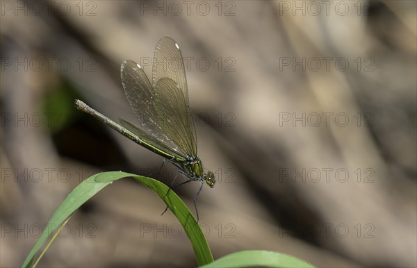 Emerald Damselfly (Lestes sponsa), Lower Austria