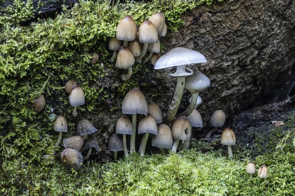 Fairies bonnet (Coprinus disseminatus) and ringed beech mucilage (Oudemansiella mucida), Emsland, Lower Saxony, Germany, Europe