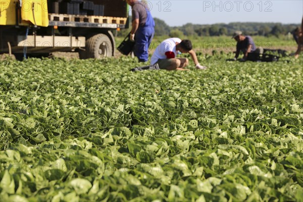 Agriculture lettuce harvest: Harvest workers from Romania harvest Mini Romana in Hockenheim (Baden-Württemberg)