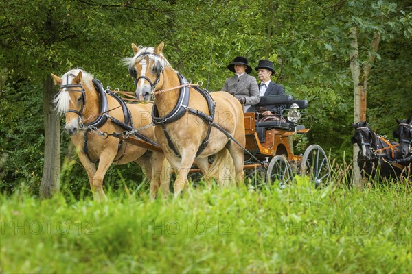 Presentation and route ride, all carriages in stylish tension, popular sporting event over approx. 30 km. An event organised by Reit- und Fahrverein Moritzburg e.V., 29th Moritzburger Teichrundfahrt, Moritzburg, Saxony, Germany, Europe