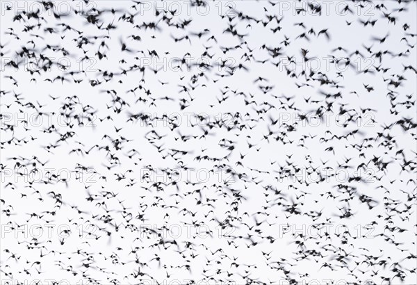 Starling (Sturnus vulgaris), a flock of starlings in the sky, Thuringia, Germany, Europe