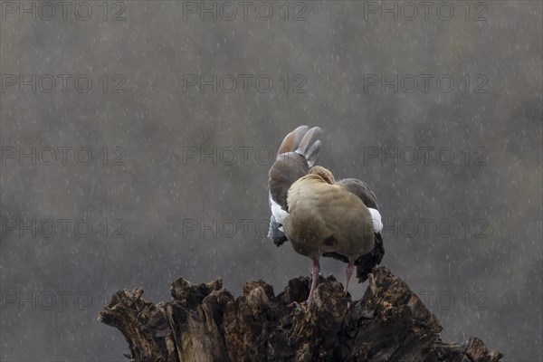 Egyptian goose (Alopochen aegyptiaca) adult bird preening on a tree stump during a rain storm, Suffolk, England, United Kingdom, Europe