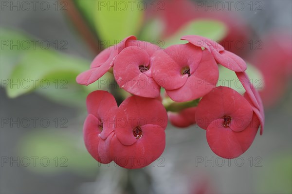 Crown of thorns (Euphorbia milii), flowers, native to Madagascar, ornamental plant, North Rhine-Westphalia, Germany, Europe