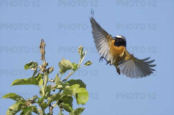 A common redstart (Phoenicurus phoenicurus), male, with outspread wings approaching the branch of an apple tree, blue sky, Hesse, Germany, Europe