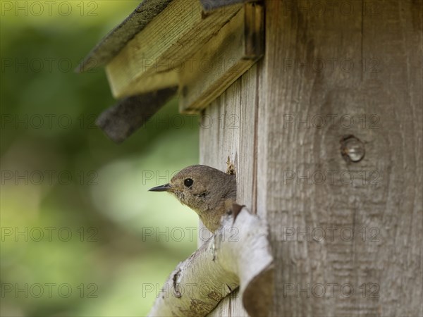 Common redstart (Phoenicurus phoenicurus), female looking out of the nesting box, North Rhine-Westphalia, Germany, Europe