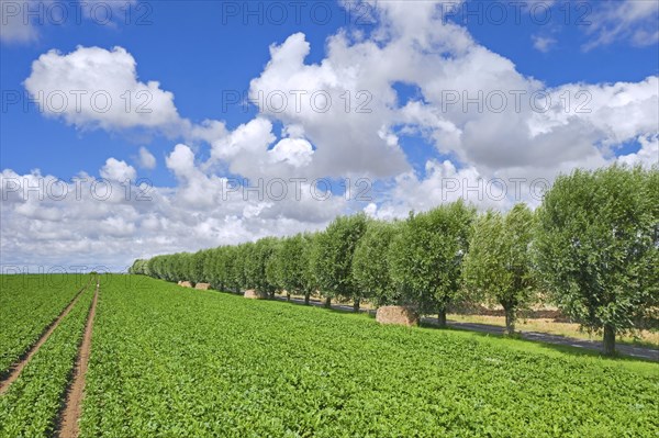 Row of white willows (Salix alba) trees lining country road, dirt road along field on a cloudy day in summer