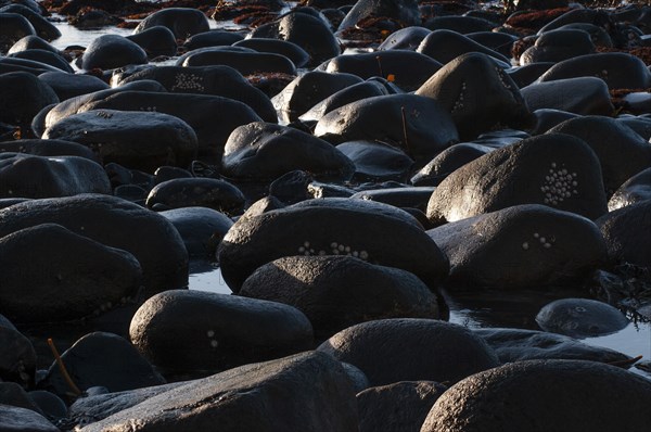 Rounded black stones, Unnstad beach on the Lofoten island of Vestvågøya Lofoten, Northern Norway, Norway, Europe