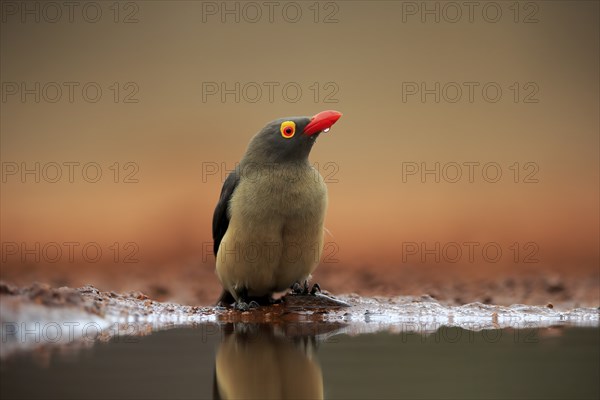 Red-billed oxpecker (Buphagus erythrorhynchus), adult, at the water, drinking, alert, Kruger National Park, Kruger National Park, Kruger National Park South Africa