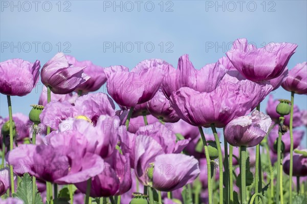 Opium poppy (Papaver somniferum), cultivation of edible poppy, poppy field, Donnersbergkreis, Palatinate, Rhineland-Palatinate