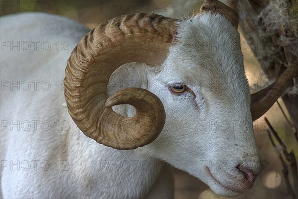 Portrait of a horned, white Moorschnucke (Ovis aries), shorn, Mecklenburg-Vorpommern, Germany, Europe