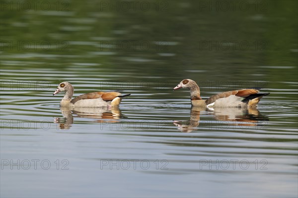 Egyptian goose (Alopochen aegyptiaca), a pair of Egyptian geese swimming on a pond, Thuringia, Germany, Europe