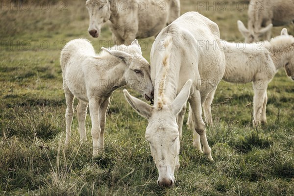 White donkeys, baroque donkeys, mother donkey with her foal, Lake Neusiedl National Park, Burgenland, Austria, Europe