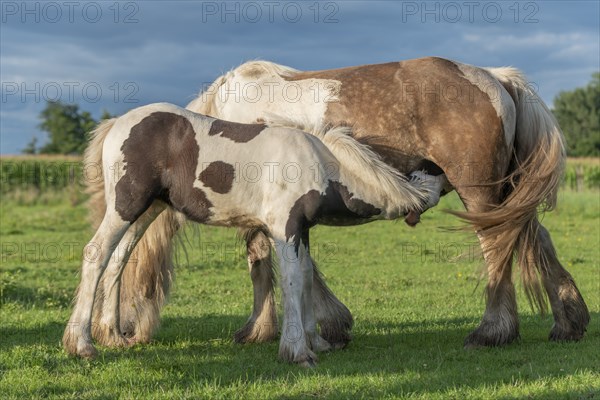 Irish cob horses in a pasture in spring. In the French countryside, the horses go out into the meadows to scratch on the fresh grass