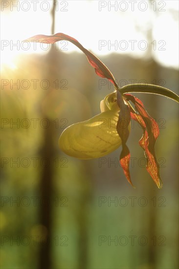 Close-up of lady's-slipper orchid (Cypripedium calceolus) in a forest in spring, Bavaria, Germany, Europe