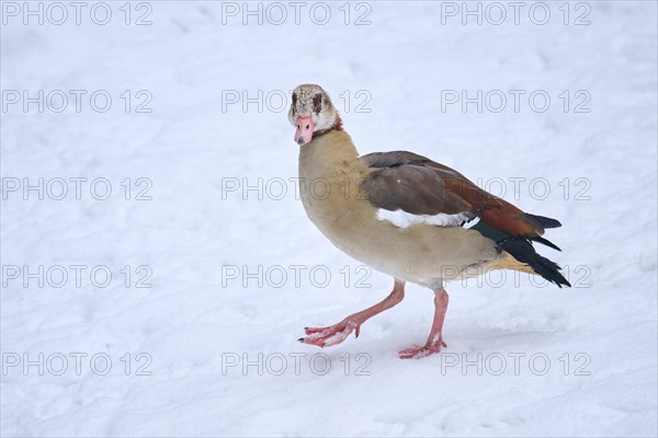 Egyptian goose (Alopochen aegyptiaca) walking in the snow in winter, Bavaria, Germany, Europe