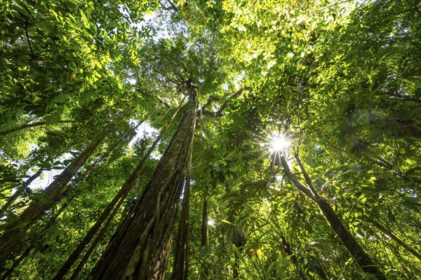 Dense vegetation in the tropical rainforest, roots of a strangler fig on a tree, view upwards, Sun Star, Corcovado National Park, Osa, Puntarena Province, Costa Rica, Central America