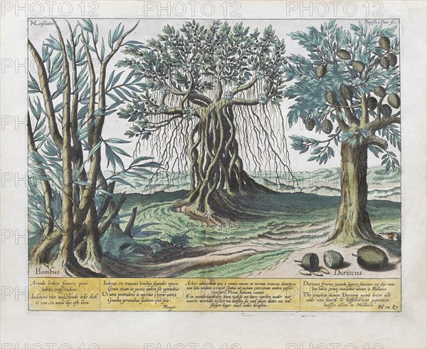 Exotic fruits and plants, including durian and banyan tree, hand-coloured copperplate engraving by B. van Doetecum, from Itinerario by Huygen van Linschoten, 1596