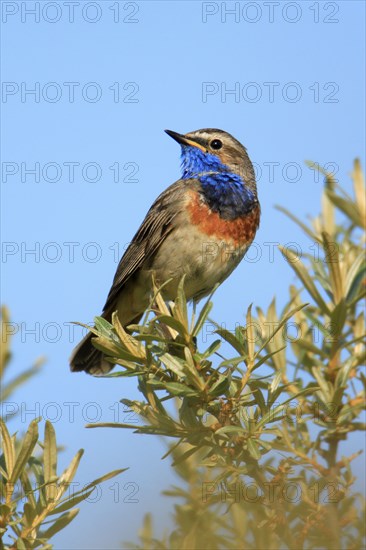 Bluethroat (Luscinia svecica), Texel, Netherlands