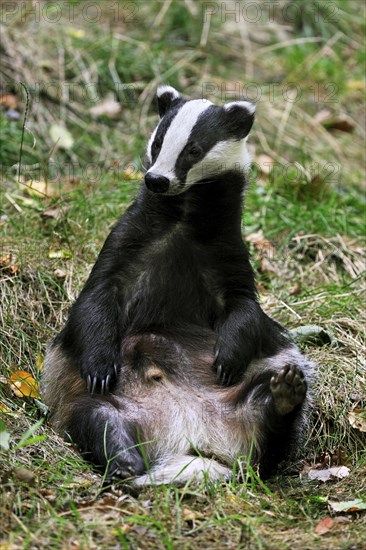 Badger, european badgers (Meles meles), Marten species, Predators, Mammals, Animals, European badger sitting upright in meadow