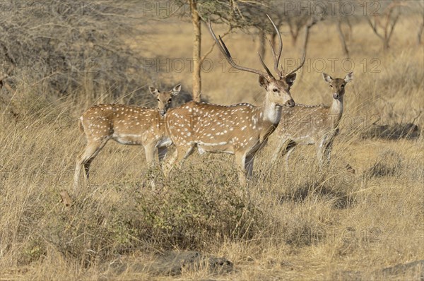 Chital, Cheetal or Axis Deer (Axis axis), Gir Forest National Park, Gir Sanctuary, Gujarat, India, Asia