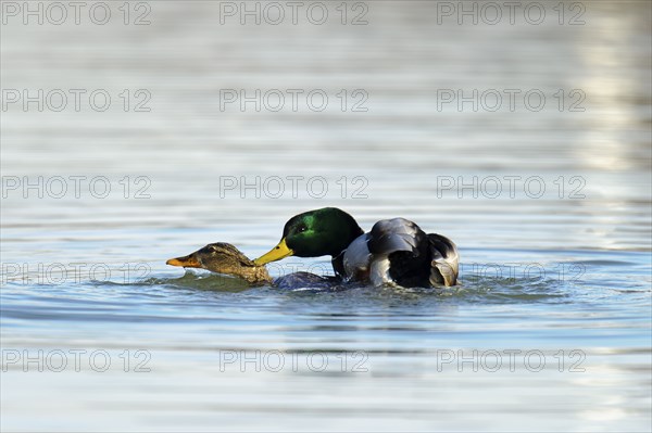 Mallards, pair, mating (Anas platyrhychos)