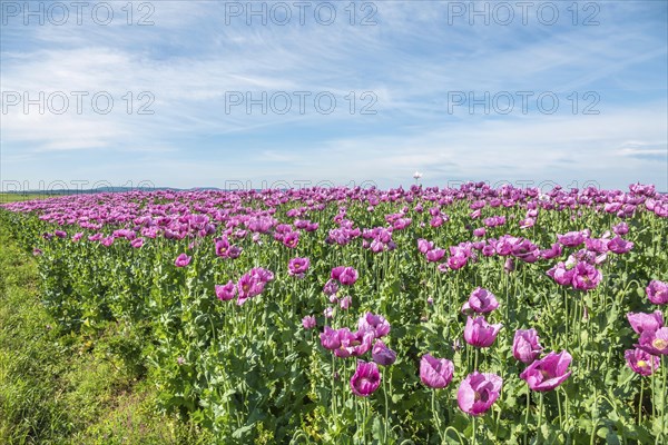 Opium poppy (Papaver somniferum), cultivation of edible poppy, poppy field, Donnersbergkreis, Palatinate, Rhineland-Palatinate