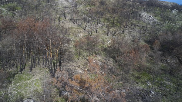 Drone image, above Kiotari, Steep slope with charred trees and sparse vegetation after a devastating forest fire, forest fires, summer 2023, forest fire damage, Rhodes, Dodecanese, Greek Islands, Greece, Europe