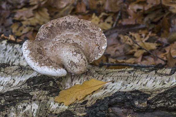 Birch polypore (Piptoporus betulinus) birch bracket, razor strop bracket fungus growing on fallen birch tree trunk in forest